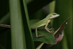 Bronchocela cristatella