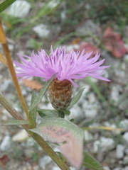 Centaurea jacea substituta