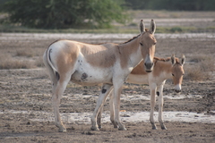 Equus hemionus khur