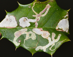 Phytomyza ilicicola