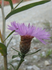 Centaurea jacea substituta