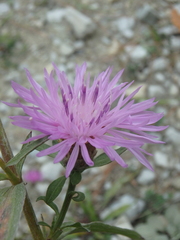 Centaurea jacea substituta