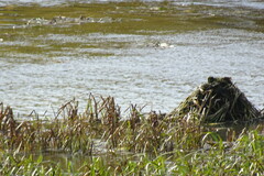 Ondatra zibethicus
