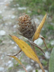 Centaurea jacea substituta