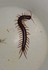 Scolopendra dehaani