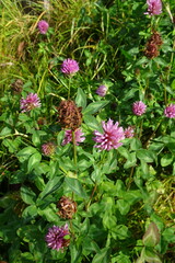 Trifolium pratense