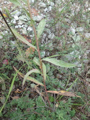 Centaurea jacea substituta