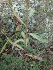 Centaurea jacea substituta