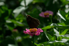 Hypolimnas bolina