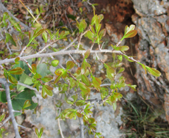 Ochna pretoriensis