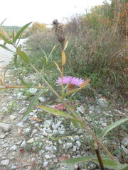 Centaurea jacea substituta