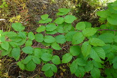 Rubus idaeus