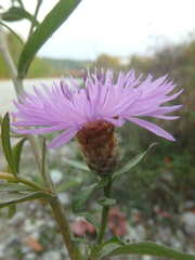 Centaurea jacea substituta
