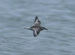 Calidris alba