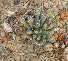Anthacanthae