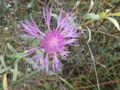 Centaurea jacea substituta