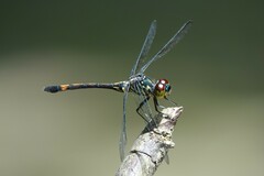 Agrionoptera insignis