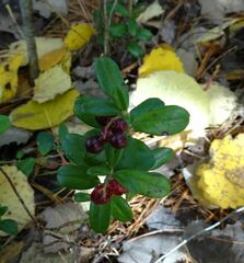 Vaccinium vitis-idaea