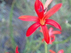 Watsonia angusta