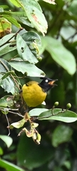 Rubigula flaviventris