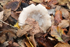 Clitocybe nebularis