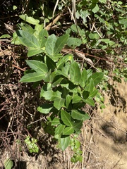 Tetrastigma formosanum