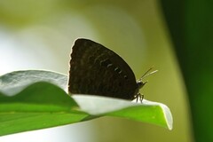 Arhopala centaurus