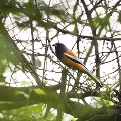 Dendrocitta vagabunda