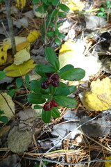 Vaccinium vitis-idaea