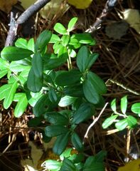 Vaccinium vitis-idaea