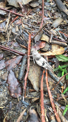 Oedipoda caerulescens