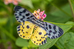 Dysphania glaucescens