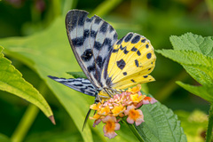 Dysphania glaucescens