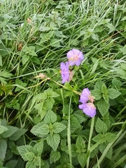 Geranium pratense