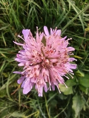 Knautia arvensis
