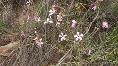 Dianthus crenatus
