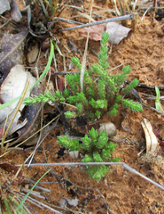 Crassula lanceolata
