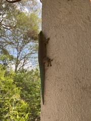 Phelsuma standingi