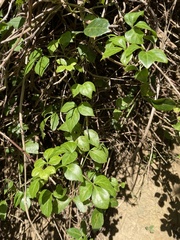 Eleutherococcus trifoliatus