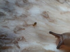 Dicyrtomina