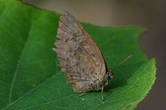 Arhopala centaurus