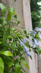 Plumbago auriculata