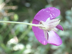 Podalyria buxifolia