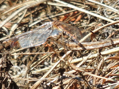 Sympetrum infuscatum