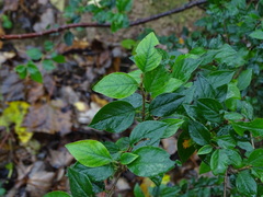 Cotoneaster simonsii