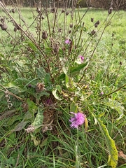 Centaurea scabiosa