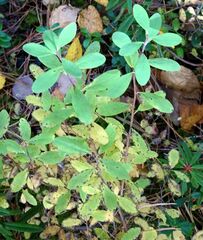 Vaccinium uliginosum