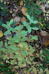 Vaccinium uliginosum