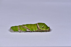 Papilio protenor