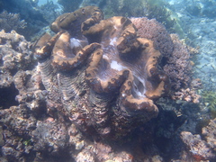 Tridacna gigas